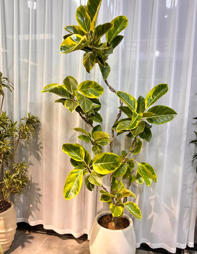 Suitable for indoor plant cultivation