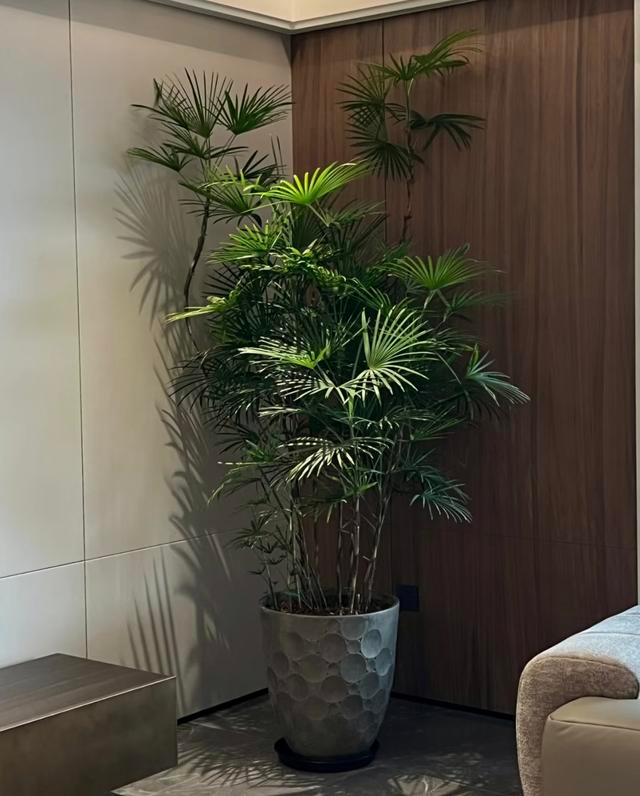 Suitable for indoor plant cultivation