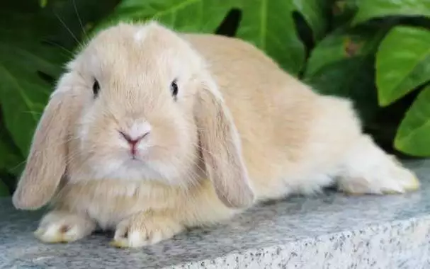 关于兔子的生活习性和特点