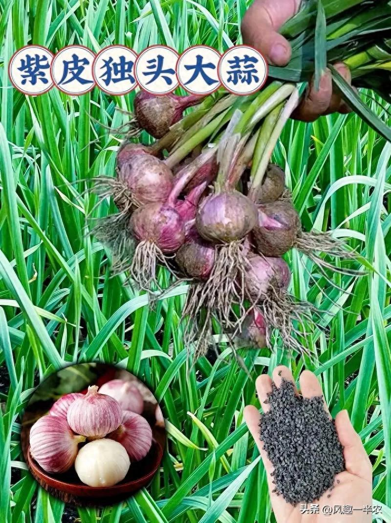 When did you plant garlic in beijing