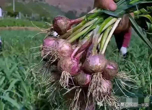 When did you plant garlic in beijing