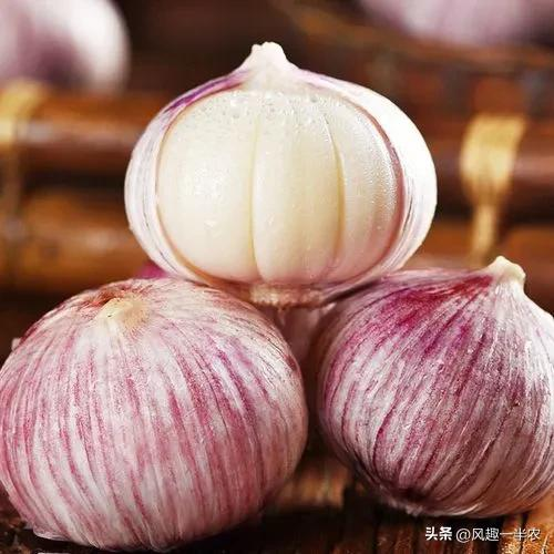 When did you plant garlic in beijing