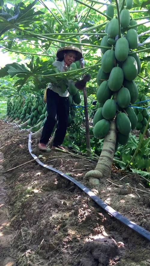 Pumpkin cultivation techniques