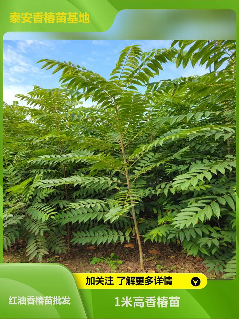 Champagne planting technology