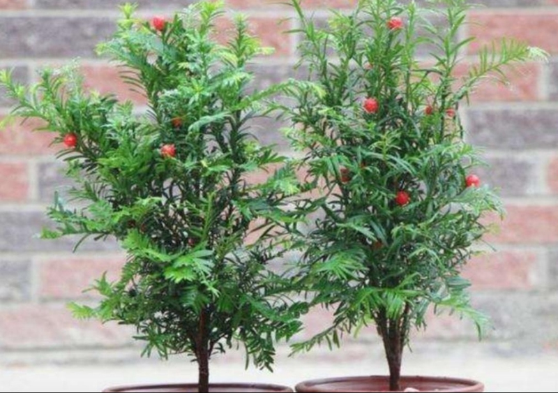 适合室内种植植物