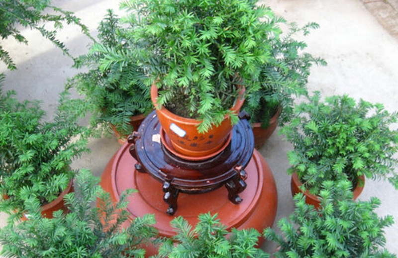 适合室内种植植物