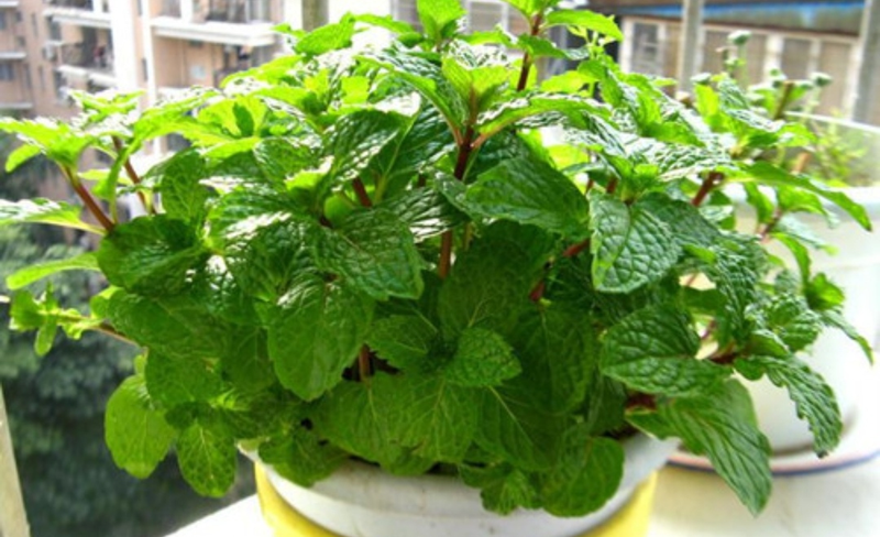 适合室内种植植物