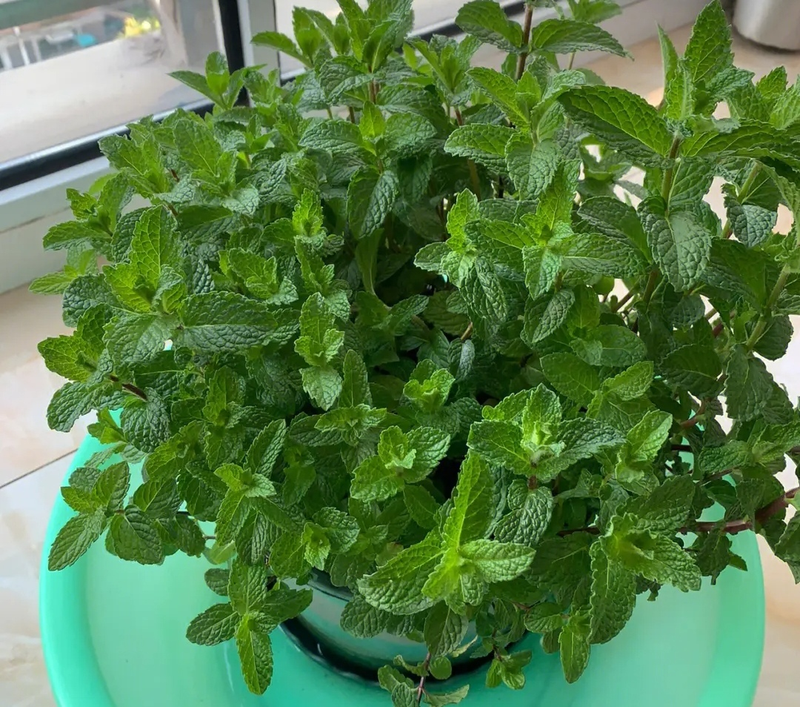 适合室内种植植物