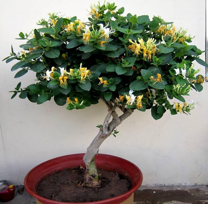 适合室内种植植物