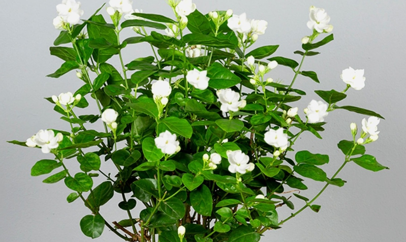 适合室内种植植物