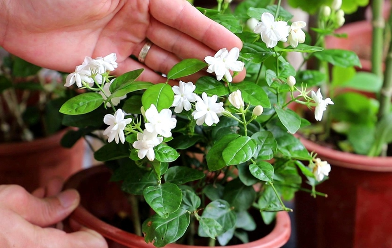 适合室内种植植物