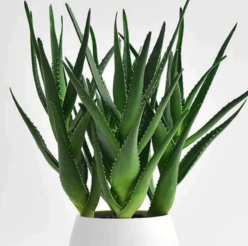 适合室内种植植物