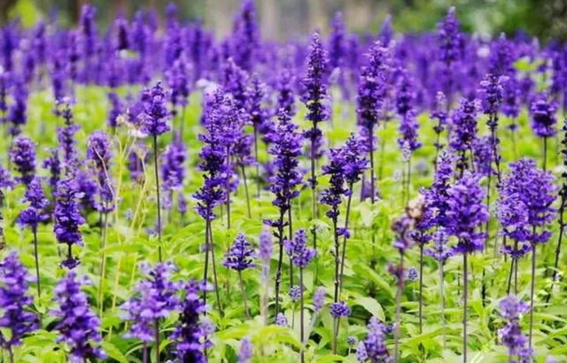 适合室内种植植物