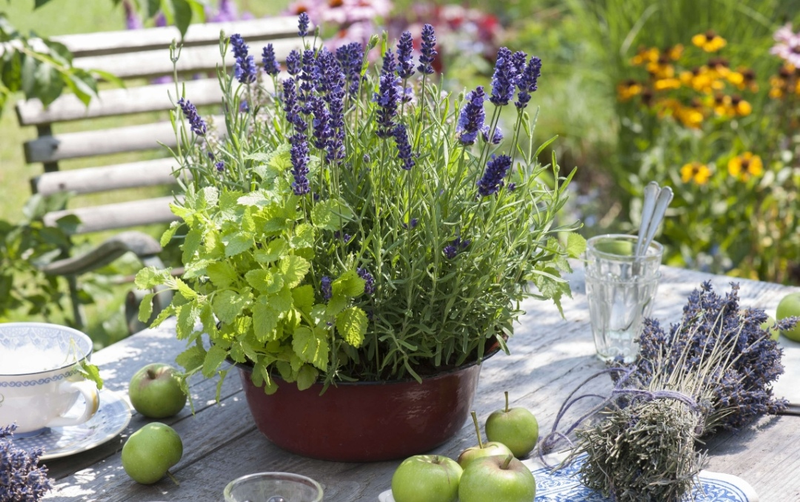 适合室内种植植物