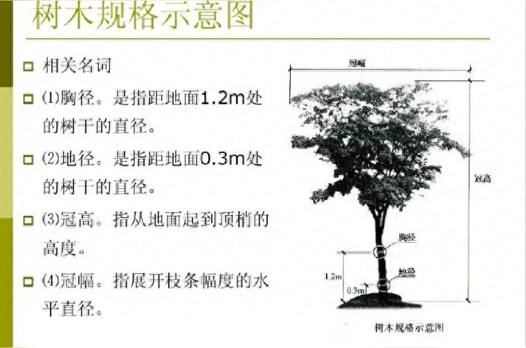 丛生苗木种植技术
