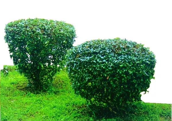 丛生苗木种植技术