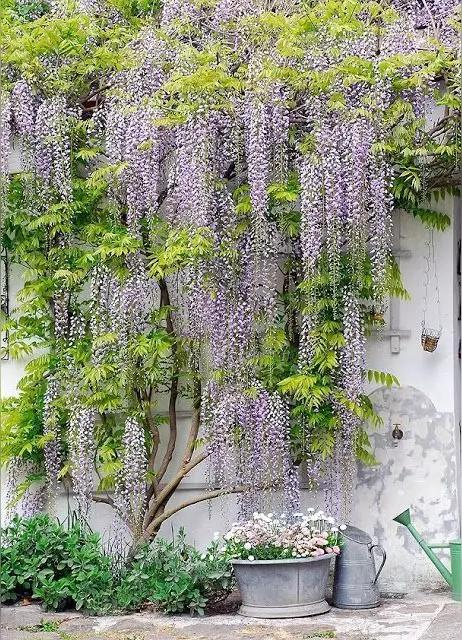 丛生苗木种植技术