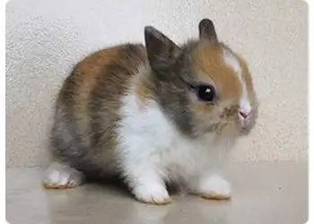 英种小型兔卖萌大揭秘,这些点你注意到了吗?