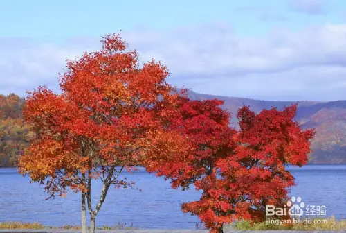 Maple planting methods