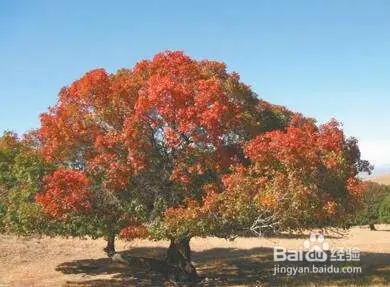 Maple planting methods