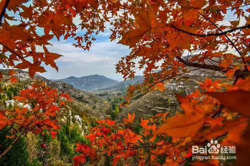 Maple planting methods