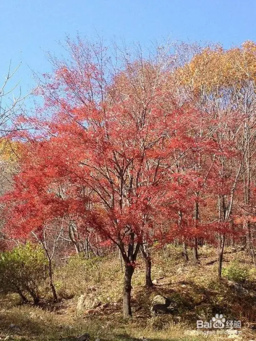 Maple planting methods