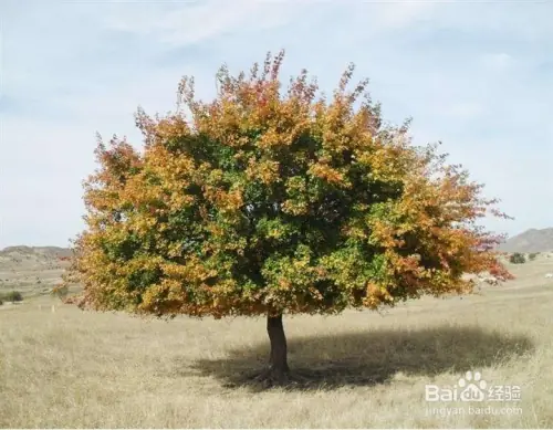 Maple planting methods