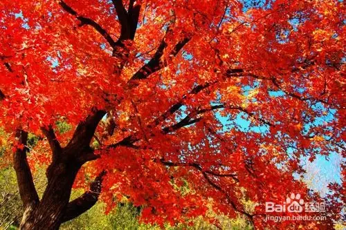 Maple planting methods