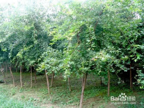 Maple planting methods