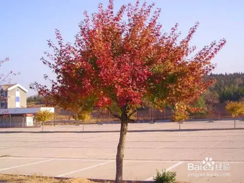 Maple planting methods