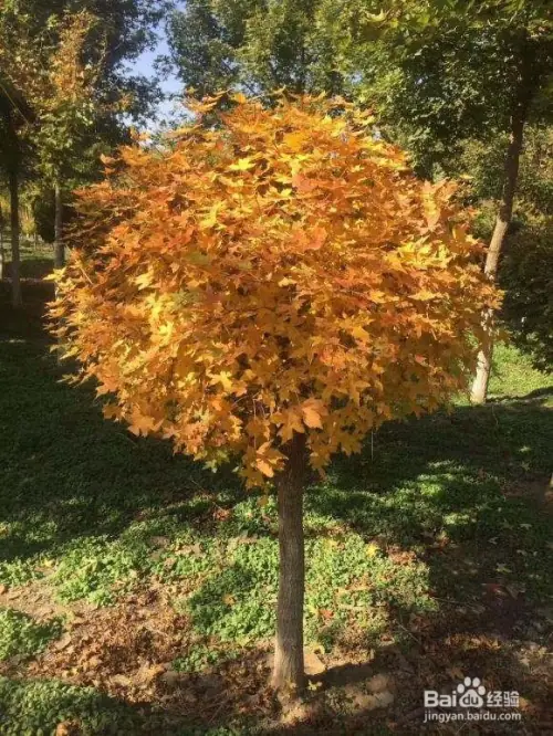 Maple planting methods