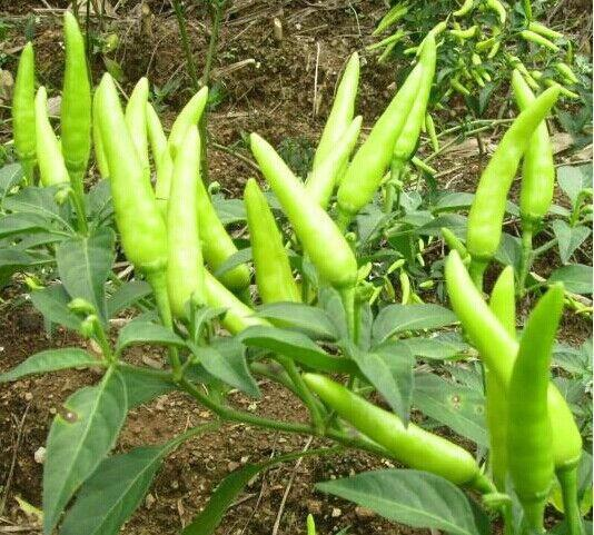 Pirebas cultivation methods