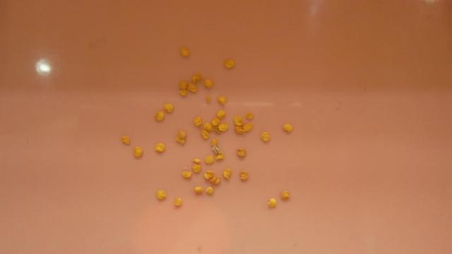 Pirebas cultivation methods