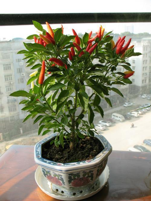 Pirebas cultivation methods