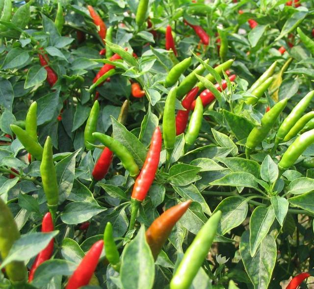 Pirebas cultivation methods