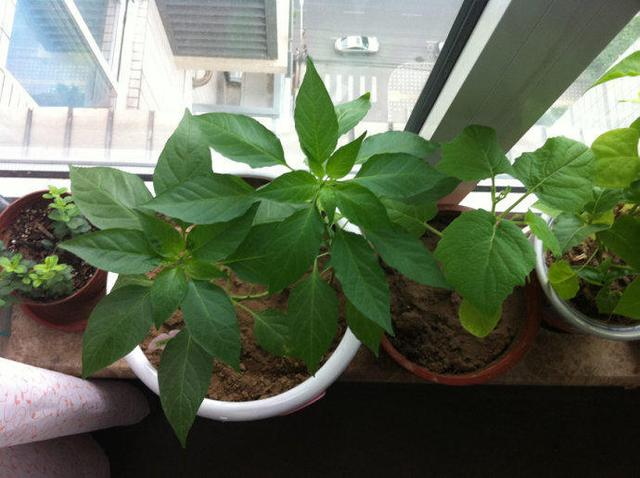 Pirebas cultivation methods