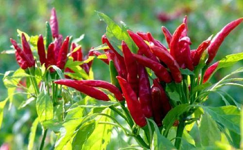 Pirebas cultivation methods