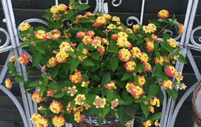 适合室内种植植物