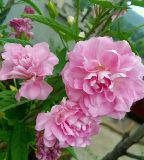 适合室内种植植物