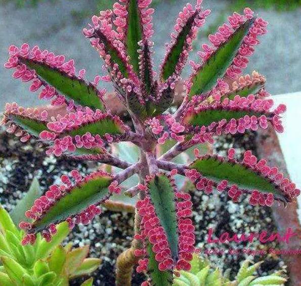 适合室内种植植物