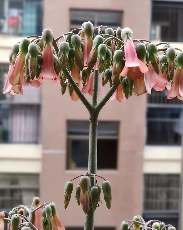 适合室内种植植物