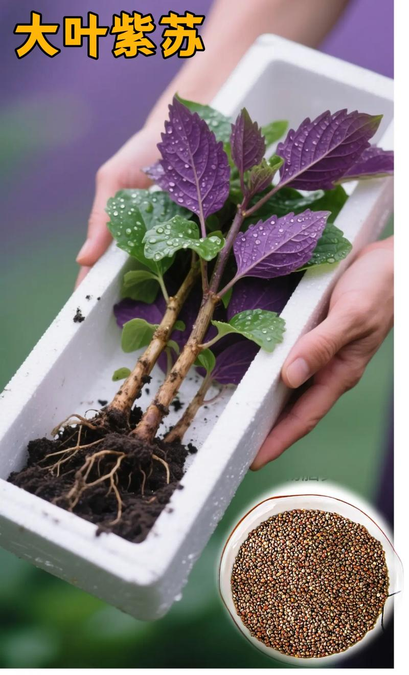 Sudanese grass cultivation technology