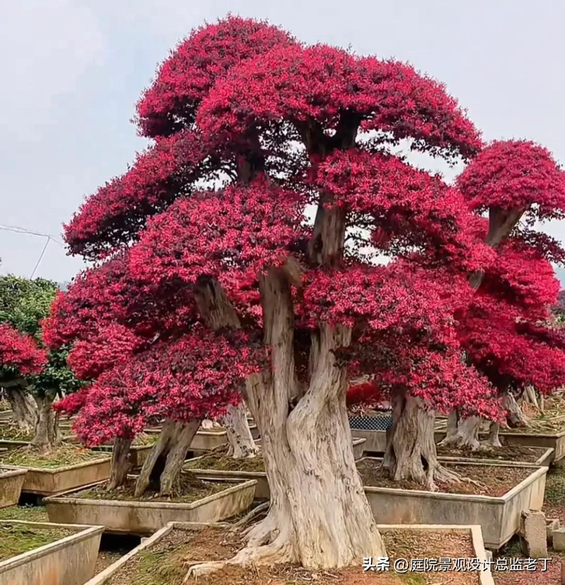 Technologies for mangrove trunking