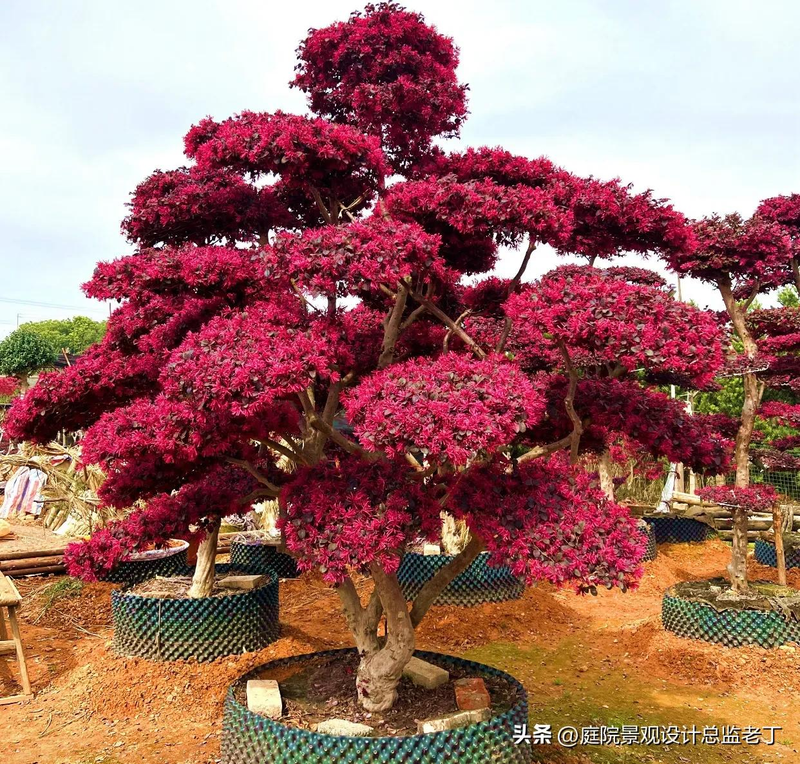 Technologies for mangrove trunking