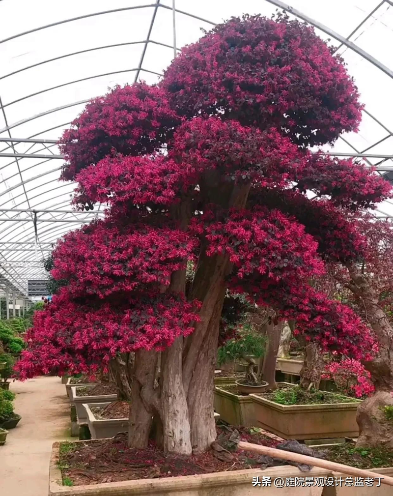 Technologies for mangrove trunking