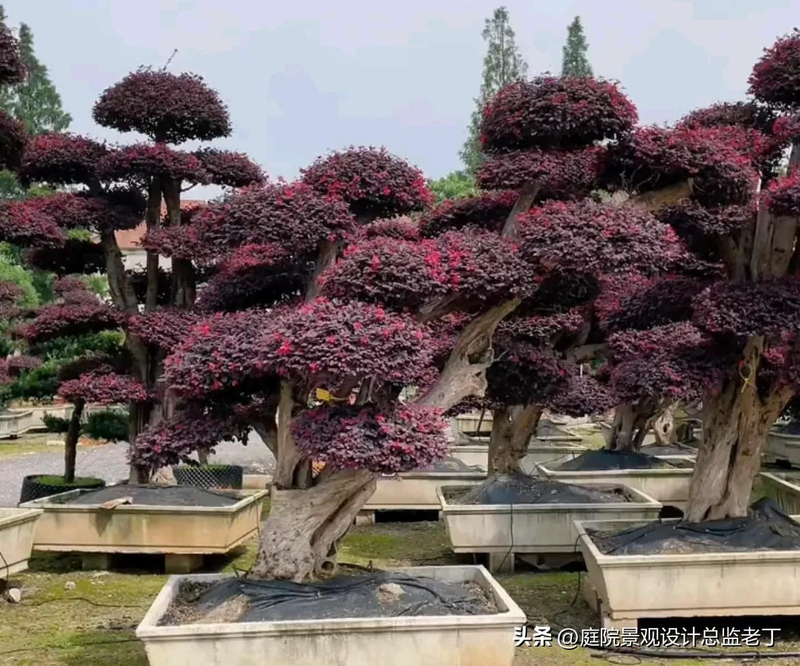 Technologies for mangrove trunking