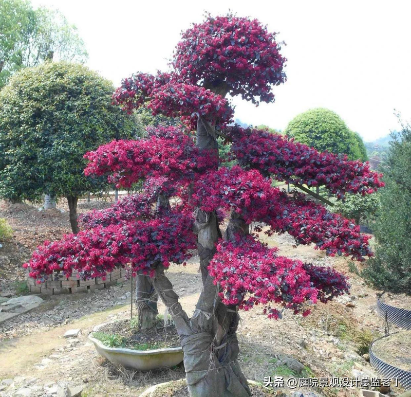 Technologies for mangrove trunking