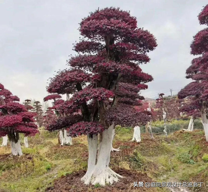 Technologies for mangrove trunking