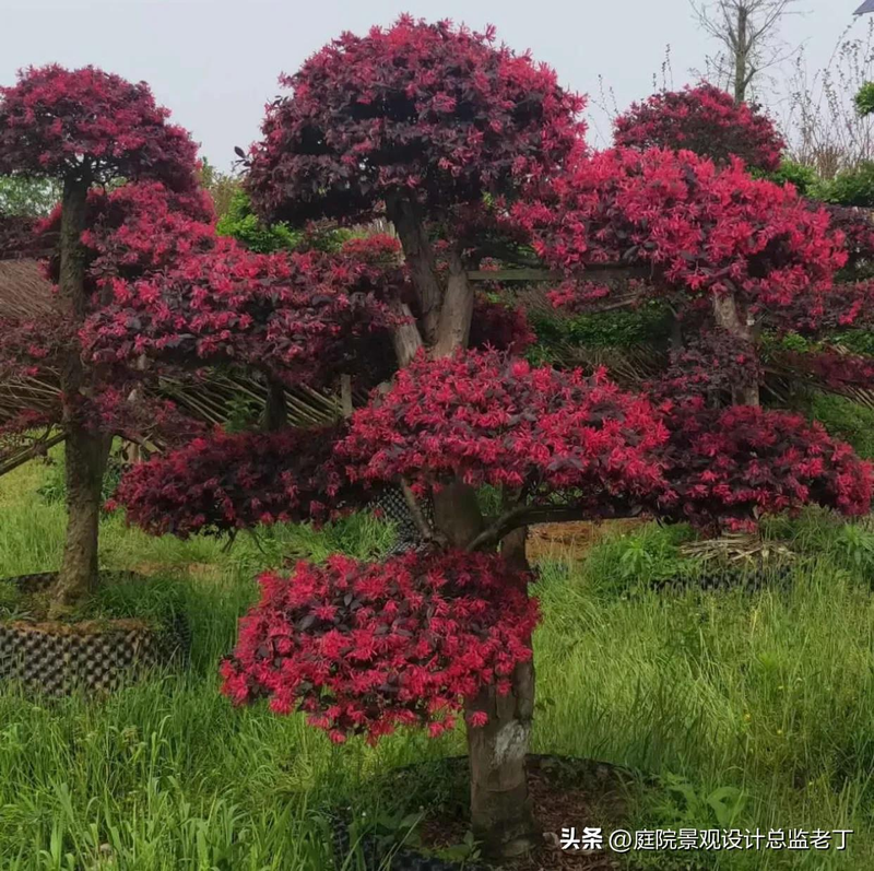 Technologies for mangrove trunking