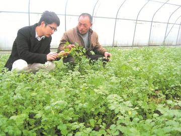 Pictures of the methods used to grow the cuisine